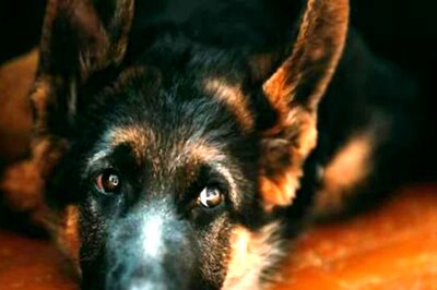 Dog Turns Aggressive After Returning From Groomers, Reason Leaves Internet In Splits