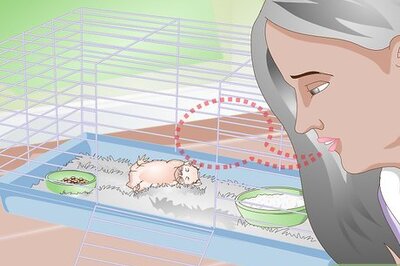 How to Wake up Your Hamster Without Scaring It