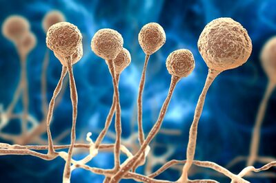 The Last of Us Fungus Is Real But Here Is Why It Is Extremely Unlikely That It Will Cause An Outbreak