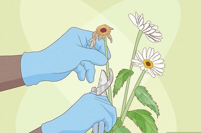 How to Prune Daisies