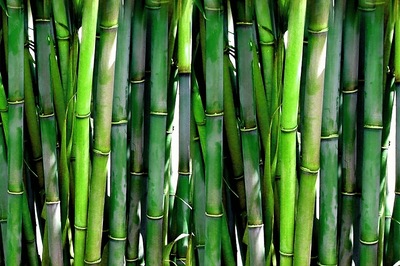 President Clears Ordinance Amending Forest Act, Bamboo Not a 'Tree' Now