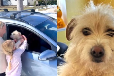 Lost Dog's Incredible 9-Month Journey Ends With Emotional Reunion