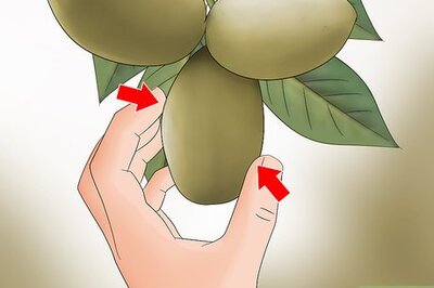 How to Eat Pawpaw