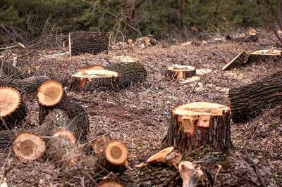 National Forest Martyrs Day 2022: History, Significance and Why it is Observed on September 11?