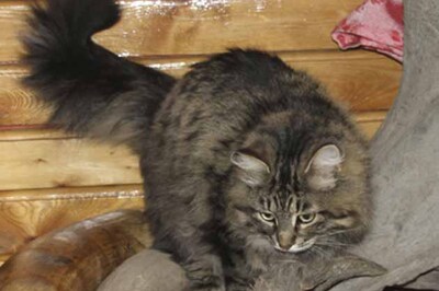 Homer: Tale of blind cat strikes a chord