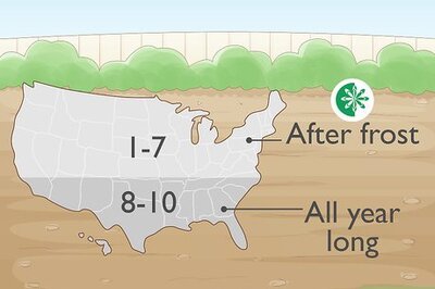 How to Plant Gloriosa Bulbs