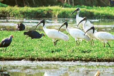 Bangalore lake turning into a dumpyard