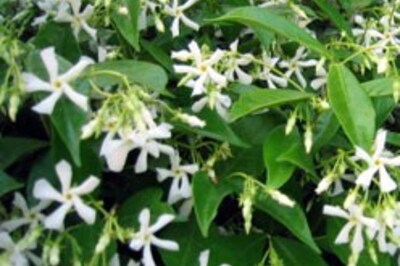 Flowers fall from two girls' eyes