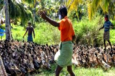 Bird Flu Outbreak: 3-Member Central Team Reaches Kerala to Assess Situation