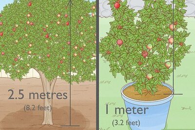 How to Grow a Pomegranate Tree