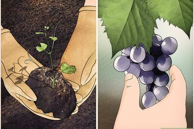 How to Start a Vineyard