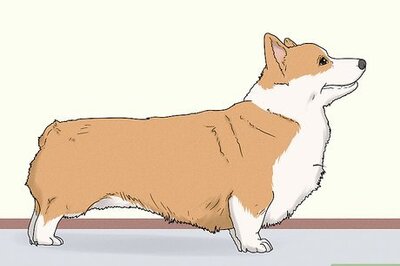 How to Identify a Pembroke Welsh Corgi