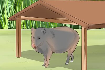 How to Care for a Javelina