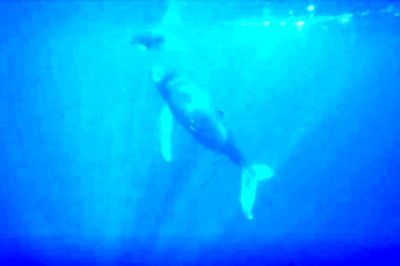 India's Collision with Asia Boosted Oxygen in World's Oceans: Study