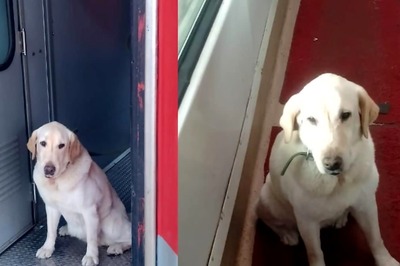 Indian Army Dog Gets VIP Treatment On Way To Retirement Home — Pics