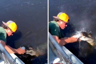 Florida Man Takes Alligator's 'Help' To Open Beer Can, Internet In Splits
