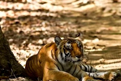 Woman's Mutilated Body Found In Mysuru Forest; Forest Officials Suspect Attack By Tiger