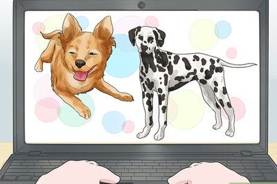 How to Adopt a Dog