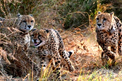 12 South African Cheetahs to Reach India's Kuno This Week, No Playdates With Namibian Cats for Now