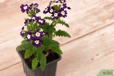 How to Make and Use Water Wicks for Houseplants