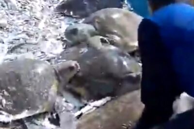 Watch: Tamil Nadu Fishermen Release Olive Ridley Turtles That Got Caught In Nets