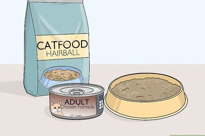 How to Raise a Cat