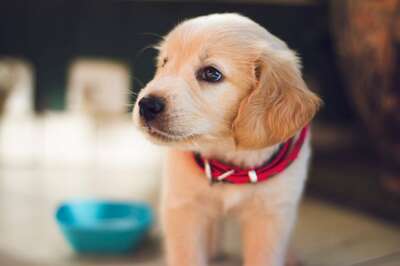 Viral Video of Lucknow Woman Crushing Puppy Under Her Feet Sparks Outrage, FIR Lodged