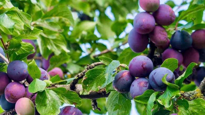 Black Plums: 7 Health Benefits of Having Jamuns This Summer