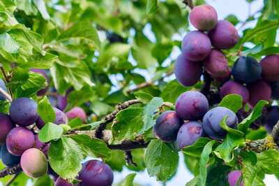 Black Plums: 7 Health Benefits of Having Jamuns This Summer