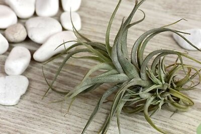 How to Make an Air Plant Terrarium