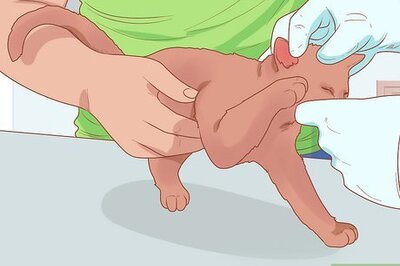 How to Deworm Your Kitten at Home
