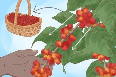 How to Harvest Coffee Beans